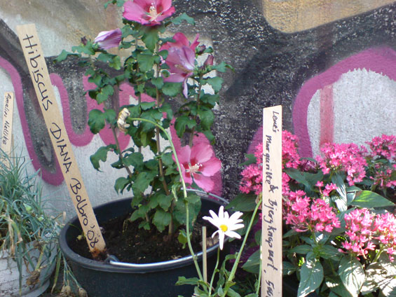 Dianas Hibiscus fra altanen i Bolbro